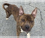 Small #4 American Pit Bull Terrier Mix