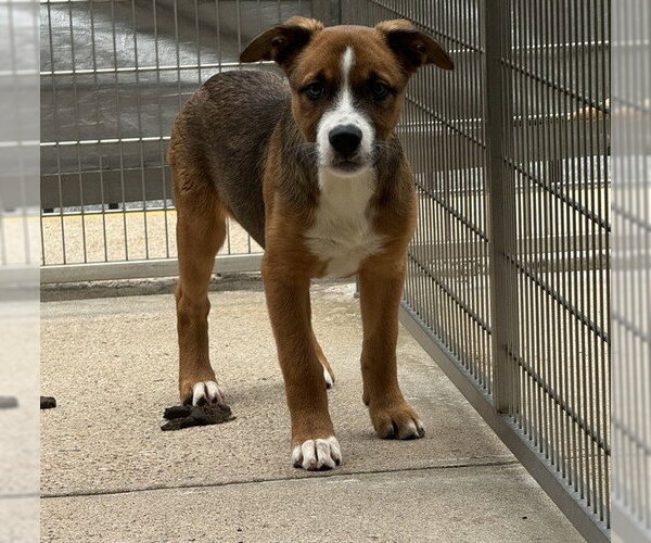 Medium Photo #1 Rottweiler-Unknown Mix Puppy For Sale in Brewster, MA, USA
