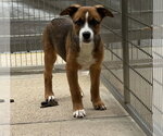 Small Rottweiler Mix