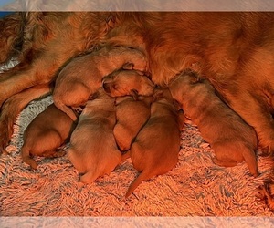 Golden Retriever Puppy for sale in PEEBLES, OH, USA