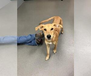 Labrador Retriever-Unknown Mix Dogs for adoption in Corpus Christi, TX, USA