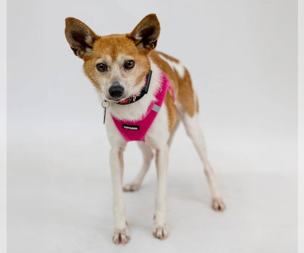 Medium Photo #5 Rat-Cha Puppy For Sale in Princeton, MN, USA