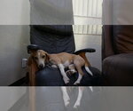 Small #1 American Foxhound-Beagle Mix