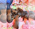 Puppy purple Belgian Malinois