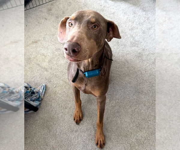 Medium Photo #10 Doberman Pinscher Puppy For Sale in Buffalo, MN, USA