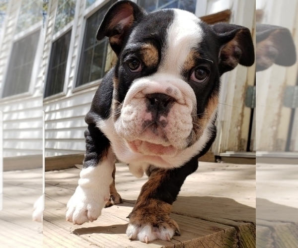 Medium Photo #3 English Bulldog Puppy For Sale in BURTON, MI, USA