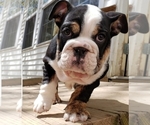 Small Photo #3 English Bulldog Puppy For Sale in BURTON, MI, USA
