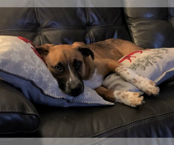 Medium Photo #17 Mutt Puppy For Sale in Farmington, MN, USA