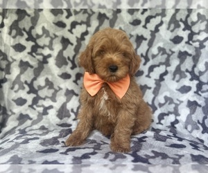 Cock-A-Poo Puppy for sale in LAKELAND, FL, USA