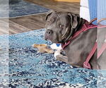 Small #4 American Pit Bull Terrier Mix