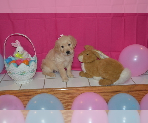Medium Photo #19 Golden Retriever Puppy For Sale in WEBSTER CITY, IA, USA