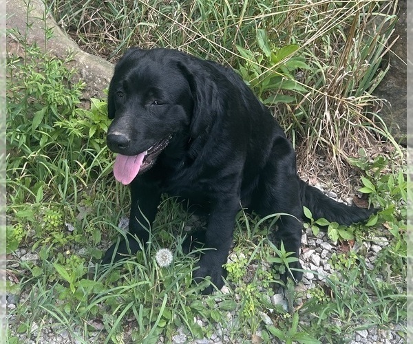 Medium Photo #2 Labrador Retriever Puppy For Sale in FENELTON, PA, USA