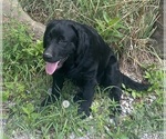Small #1 Labrador Retriever