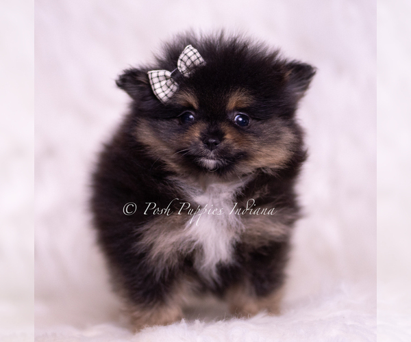 Medium Photo #6 Pomeranian Puppy For Sale in WARSAW, IN, USA