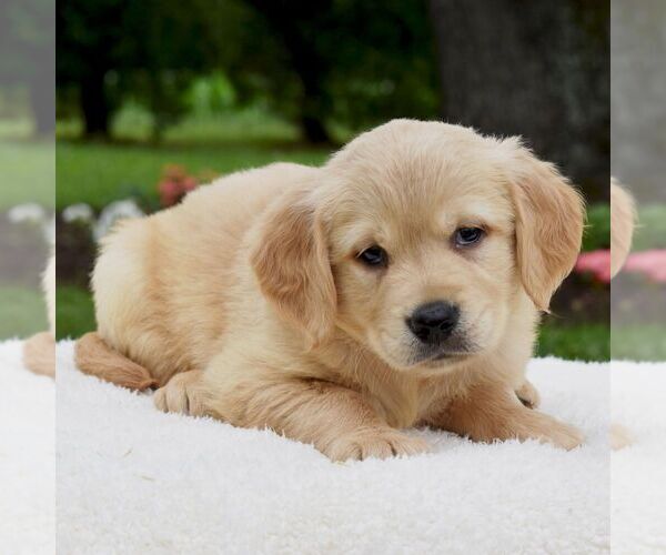 Medium Photo #3 Golden Retriever Puppy For Sale in NEWPORT, PA, USA