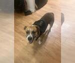 Small American Bulldog Mix