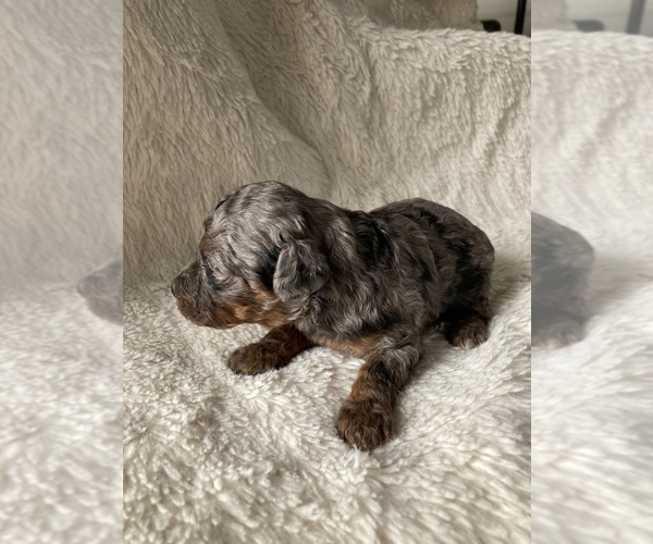 Medium Photo #2 Poodle (Miniature) Puppy For Sale in WOOSTER, OH, USA