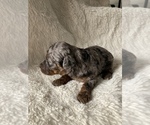 Small Photo #2 Poodle (Miniature) Puppy For Sale in WOOSTER, OH, USA