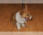 Small Photo #2 Pembroke Welsh Corgi Puppy For Sale in FALLS CITY, OR, USA