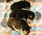 Small Photo #3 Golden Labrador Puppy For Sale in IDAHO SPRINGS, CO, USA