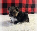 Small Photo #12 Morkie Puppy For Sale in WEST PALM BEACH, FL, USA
