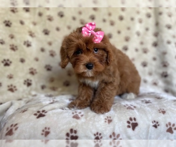 Medium Photo #15 Cavapoo Puppy For Sale in LAKELAND, FL, USA