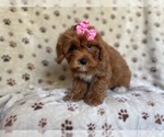 Small Photo #15 Cavapoo Puppy For Sale in LAKELAND, FL, USA