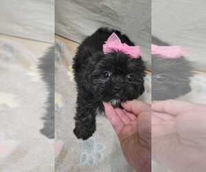 Shih Tzu Puppy for sale in SEBRING, FL, USA