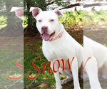 Small #3 American Pit Bull Terrier