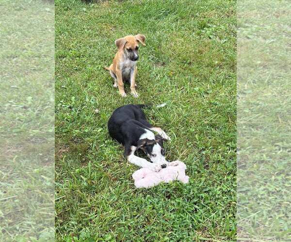Medium Photo #1 Mutt Puppy For Sale in Martinsburg, WV, USA