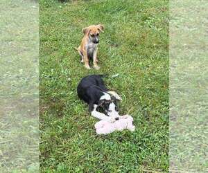 Mac and Cheese - Female Mutt Dog for Adoption
