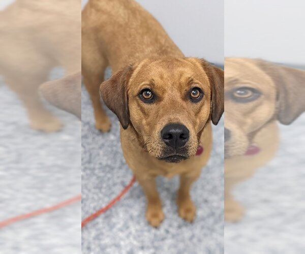 Medium Photo #13 Coonhound-Unknown Mix Puppy For Sale in Overland Park, KS, USA