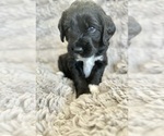 Puppy Luna Double Doodle
