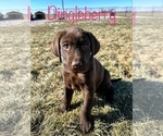 Small Photo #3 Lab-Pointer-Labrador Retriever Mix Puppy For Sale in WEST POINT, UT, USA
