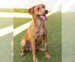 Small #7 Labrador Retriever Mix