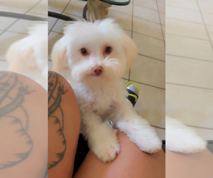 Maltipoo Puppy for sale in BRANDON, MS, USA
