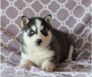 Siberian Husky Puppy for sale in FREDERICKSBG, OH, USA