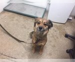 Small Border Collie Mix