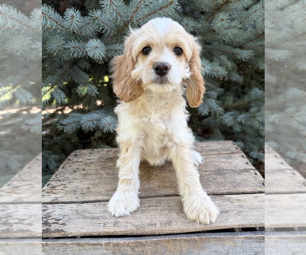Medium Photo #2 Cockapoo (Miniature) Puppy For Sale in MIDDLEBURY, IN, USA