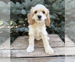 Small #1 Cockapoo (Miniature)