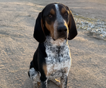 Small Photo #1 Black and Tan Coonhound-Bluetick Coonhound Mix Puppy For Sale in OAK HILLS, CA, USA
