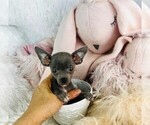Small #5 Chihuahua