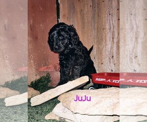 Poodle (Standard)-Whoodle Mix Puppy for sale in TARKIO, MO, USA