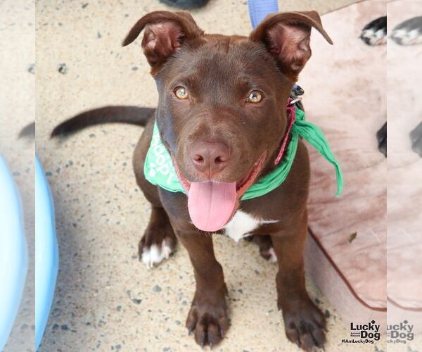 Medium Photo #4 Labrador Retriever-Unknown Mix Puppy For Sale in Washington, DC, USA