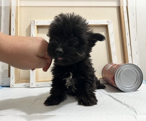 Medium Photo #84 Yorkshire Terrier Puppy For Sale in HAYWARD, CA, USA