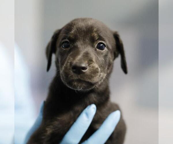 Medium Photo #1 Doberman Pinscher-Unknown Mix Puppy For Sale in San Antonio, TX, USA