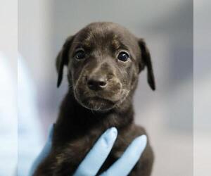CRYSTAL - Female Doberman Pinscher-Unknown Mix Dog for Adoption