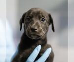 CRYSTAL - Female Doberman Pinscher-Unknown Mix Dog for Adoption - Small photo