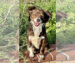 Small #1 Papillon Mix