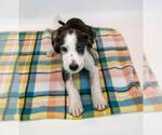 Small #1 Mutt